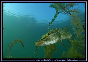 King Pike Fish in his pound... 1 :O)... by Michel Lonfat 